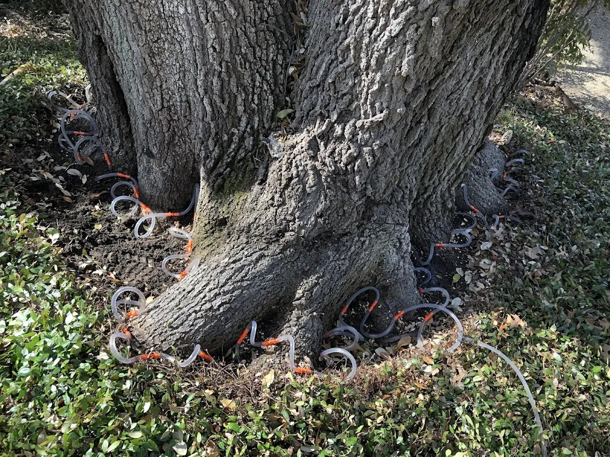 Detailed Tree Cabling and Bracing job site in Talbotton