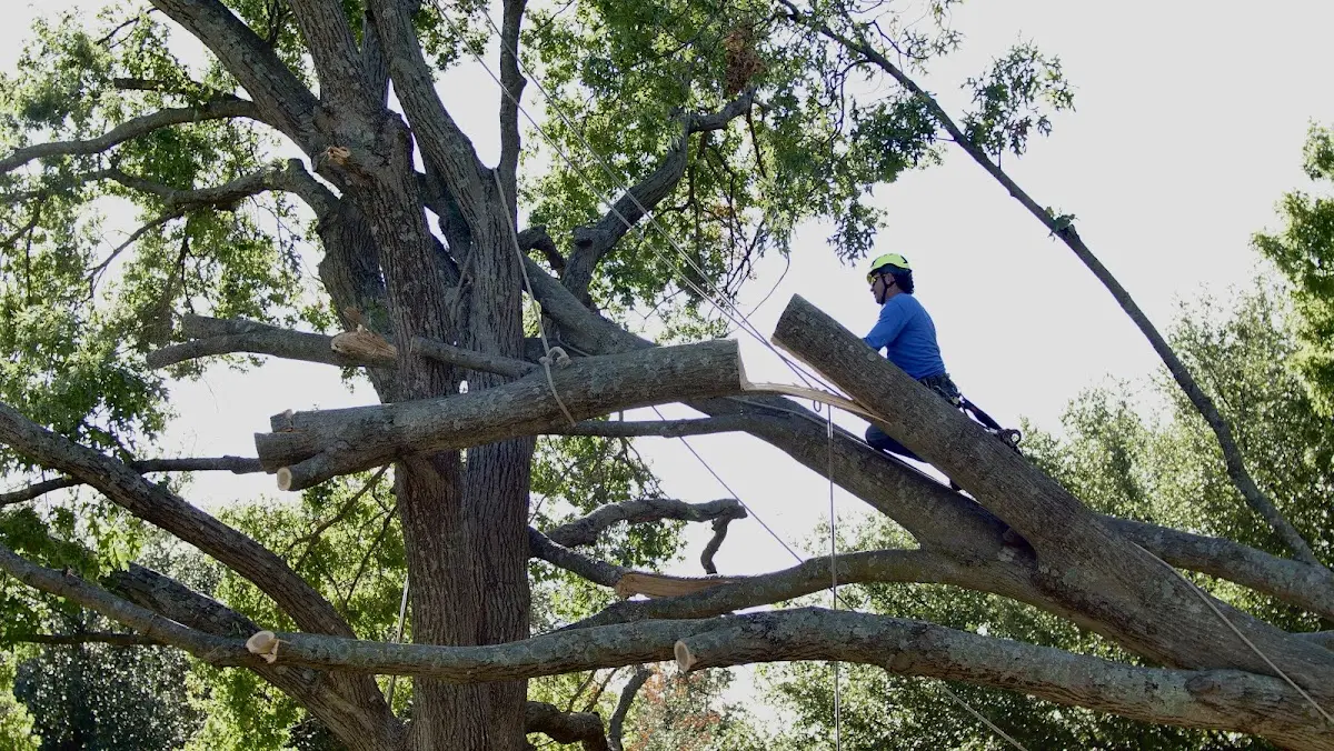 Professional Crown Thinning performed by certified arborists in Talbotton